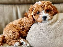 Are Cavapoos Aggressive to Other Dogs?